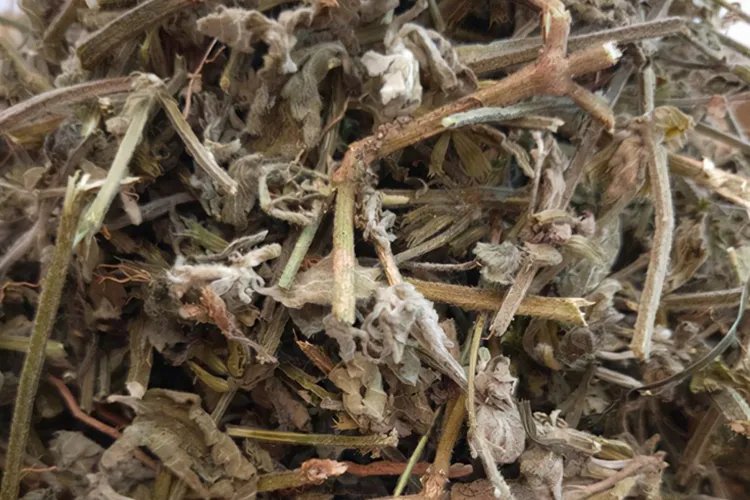 万毒虎草药图片