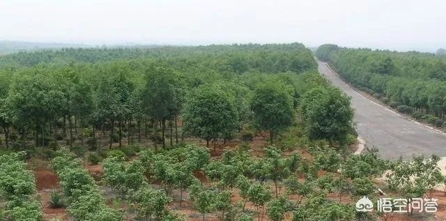 怎么在网上买到真苗木