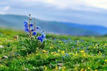 许巍的蓝莲花是什么意思呢？