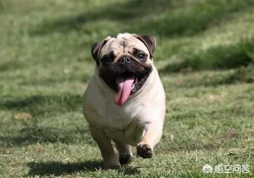 为什么养八哥犬的人那么少?