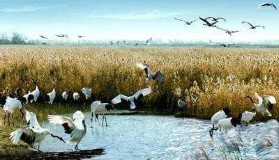 我国丹顶鹤自然保护区有几个?