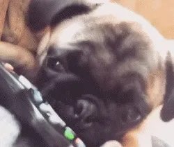 为什么养八哥犬的人那么少?