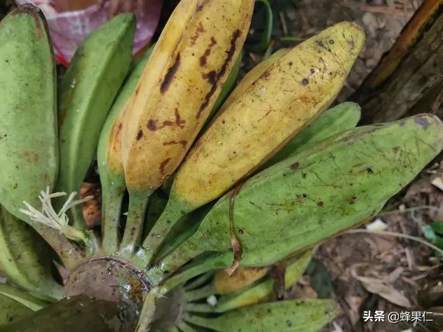 为什么今年广西香蕉价格不好？