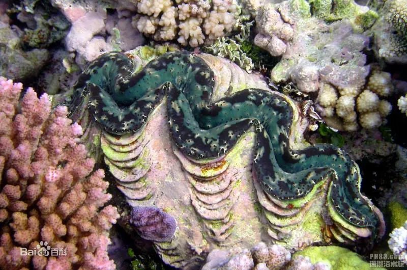 魔鬼砗磲是什么？