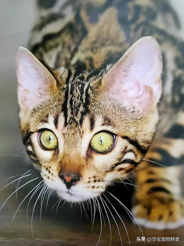 铲屎官被猫咪抓伤险丧命，被猫抓伤后有多严重，如何做到科学“撸猫”？