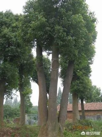 怎么在网上买到真苗木