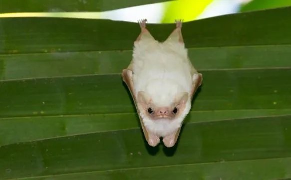 蝙蝠发出的超声波碰到了飞蛾蚊子会怎样