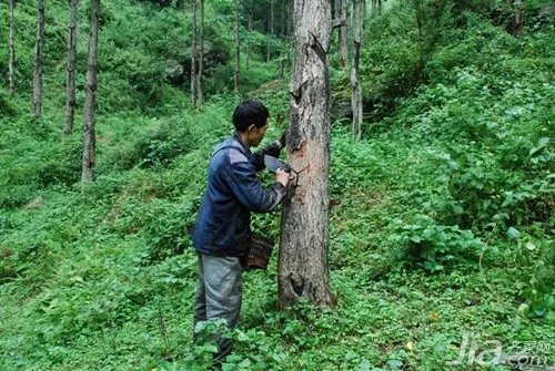 什么是生漆 生漆价格是多少