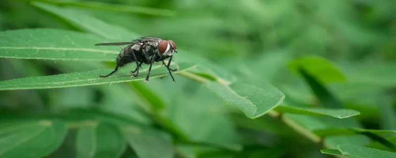 苍蝇是什么变出来的