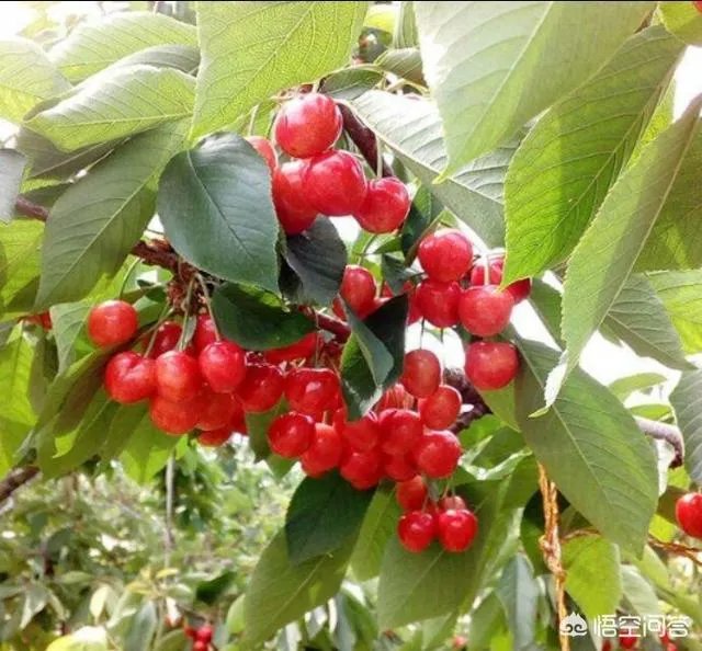 大樱桃市场零售价最贵卖到近二十元一斤，为何不发展大樱桃种植呢？