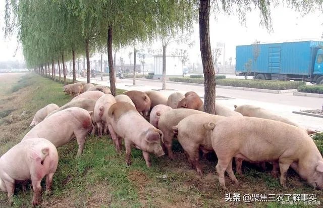 新型猪流感，你了解多少？