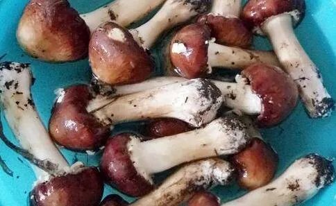 松茸的吃法有几种