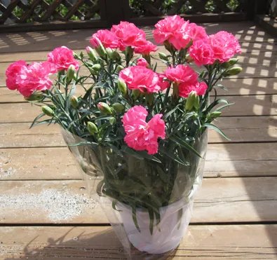 请问康乃馨在室内怎样养？