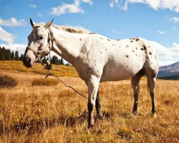 90年属什么的生肖