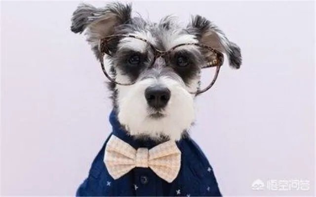 雪纳瑞犬的优缺点是什么？