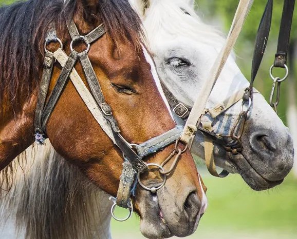 90年属什么的生肖