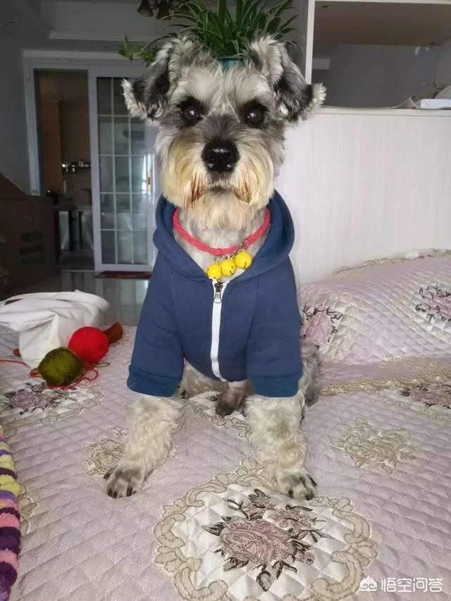 雪纳瑞犬的优缺点是什么？