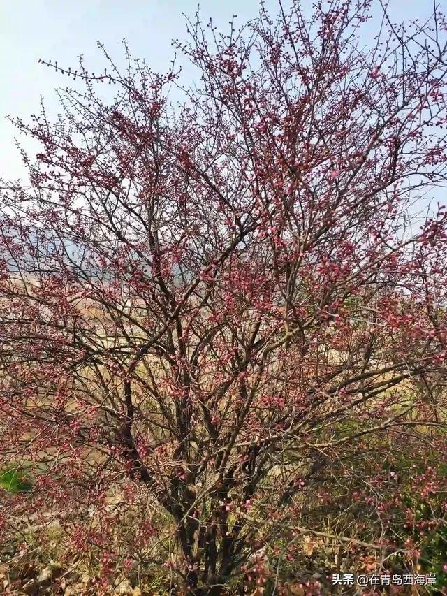 青岛现在疫情情况怎么样？