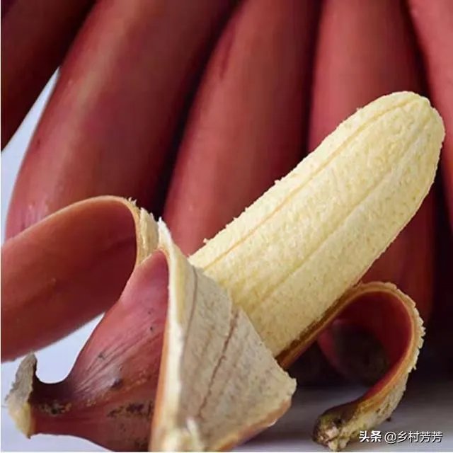 为什么今年广西香蕉价格不好？