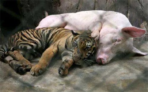 最佳夫妻属相婚配表 瞧瞧你和什么属相最相配