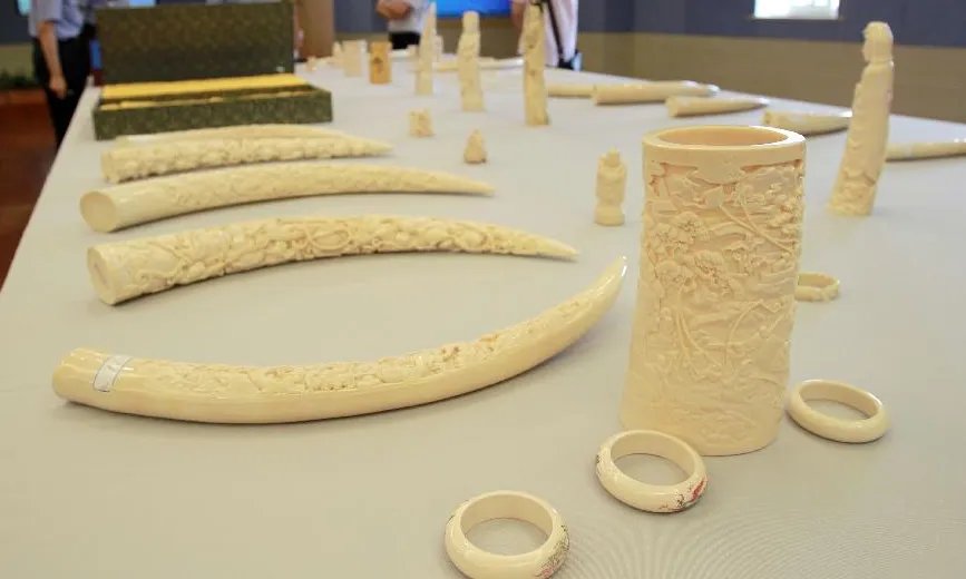 北京查获三千件非法象牙制品？