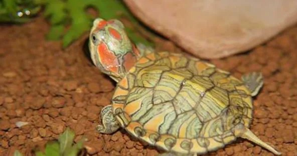 巴西龟的智商是多少?