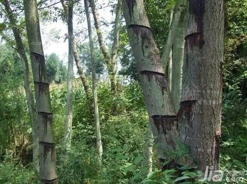 什么是生漆 生漆价格是多少