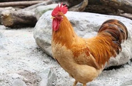 属鸡和什么属相最配 属鸡人的婚姻与命运