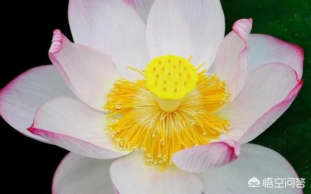 怎么从白莲花的外表看出绿茶婊的心？