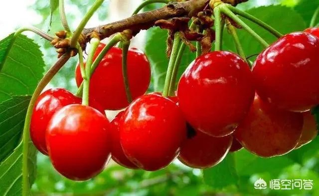 大樱桃市场零售价最贵卖到近二十元一斤，为何不发展大樱桃种植呢？