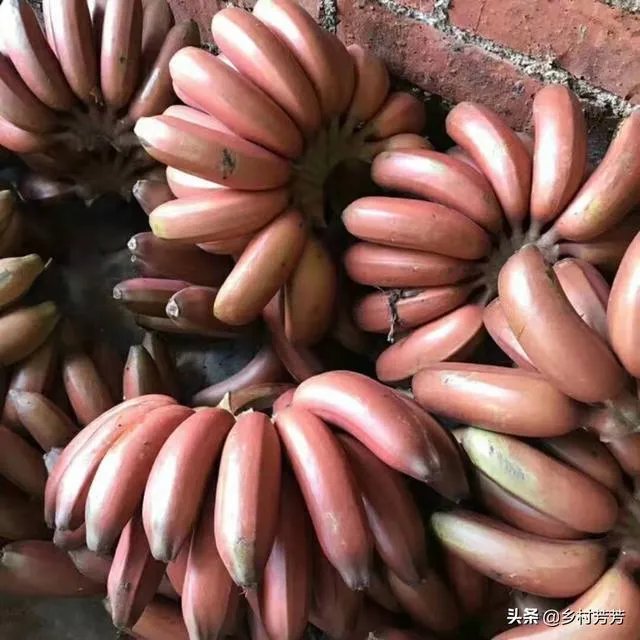 为什么今年广西香蕉价格不好？