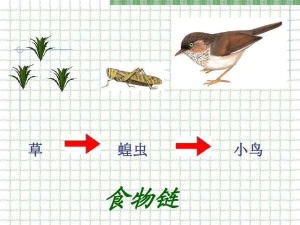“食物链”是指什么