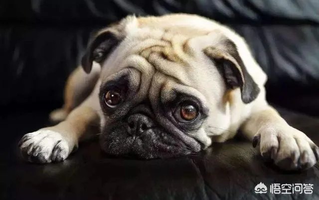 为什么养八哥犬的人那么少?