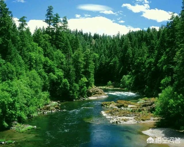 怎么在网上买到真苗木