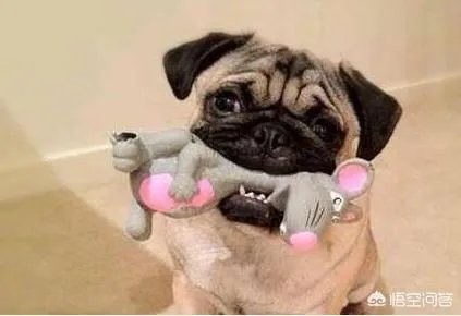 为什么养八哥犬的人那么少?