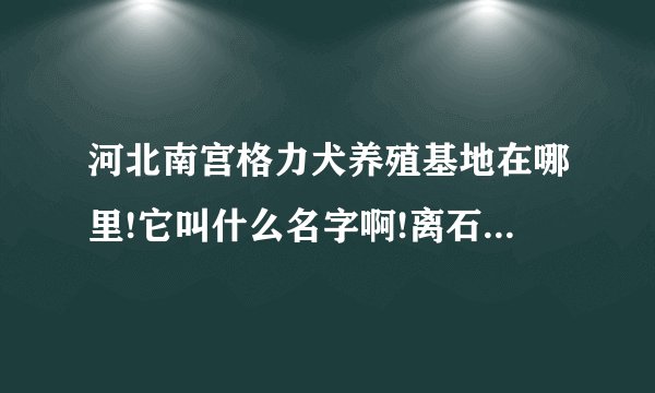 河北南宫格力犬养殖基地在哪里!它叫什么名字啊!离石家庄多远啊!