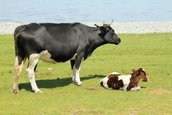 牛的脚印像什么形状？