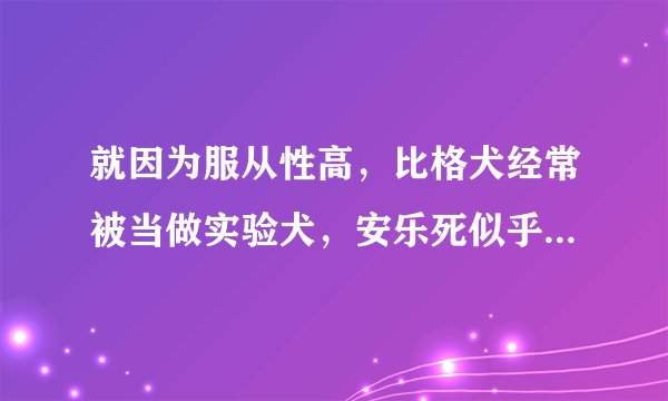 就因为服从性高，比格犬经常被当做实验犬，安乐死似乎是最好结局