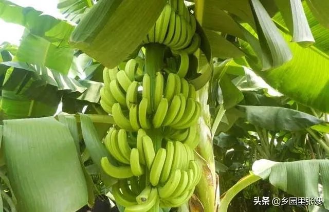 为什么今年广西香蕉价格不好？