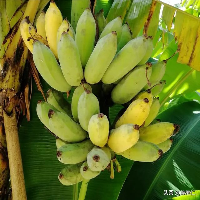 为什么今年广西香蕉价格不好？