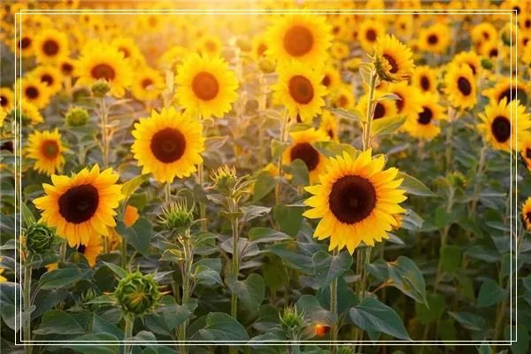 梦见陪别人剪头发