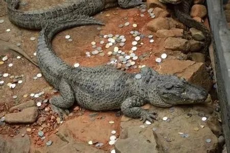 海龟误吞硬币死亡是怎么回事？