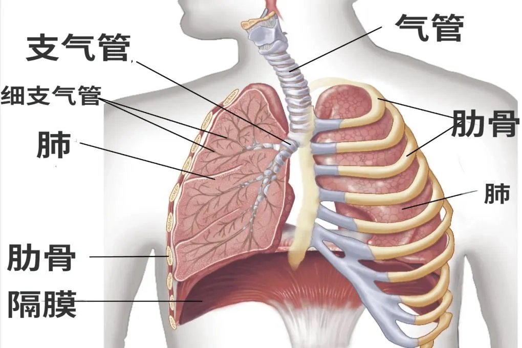 胸廓结构内的结构图