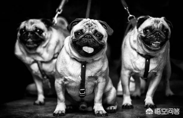 为什么养八哥犬的人那么少?