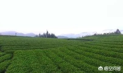 管阳白茶是福鼎白茶的一种吗？