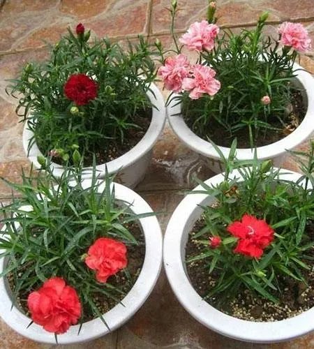 请问康乃馨在室内怎样养？