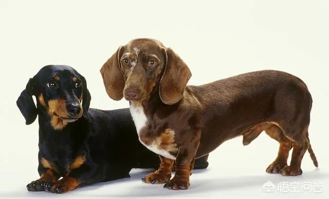 哪些犬种在原产国享有“国宝”的美誉？