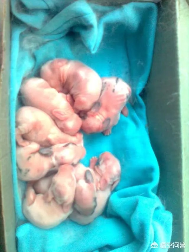 家兔养殖用什么饲料最好？