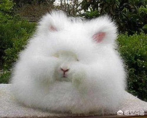 饲养长毛兔前景如何？