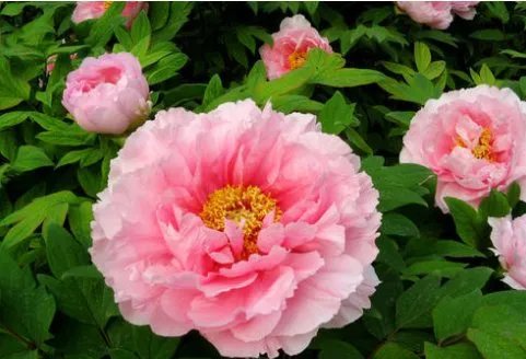 代表连续4年建议牡丹为国花，你更推荐哪种花呢？为什么？